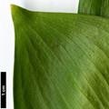SpeciesSub: 'Trabzon'